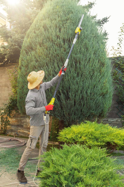 Professional  Tree Services in Centuria, WI